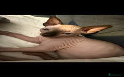 Sphynx cats for sale: sphynx canadian kittens ready to leave now  - Image 11