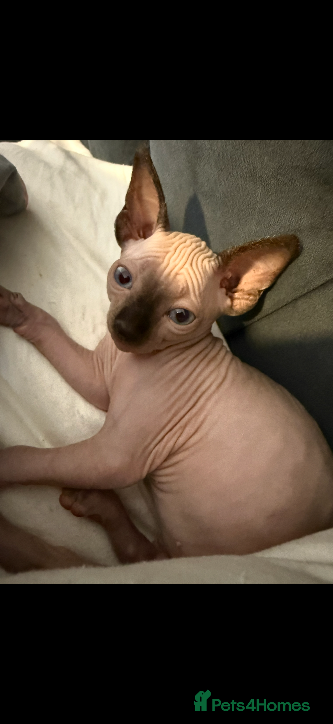 Sphynx cats for sale: sphynx canadian kittens ready to leave now  - Image 11
