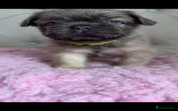 French Bulldog dogs for sale: French bulldog, Floodles, Furnishings  - Image 3