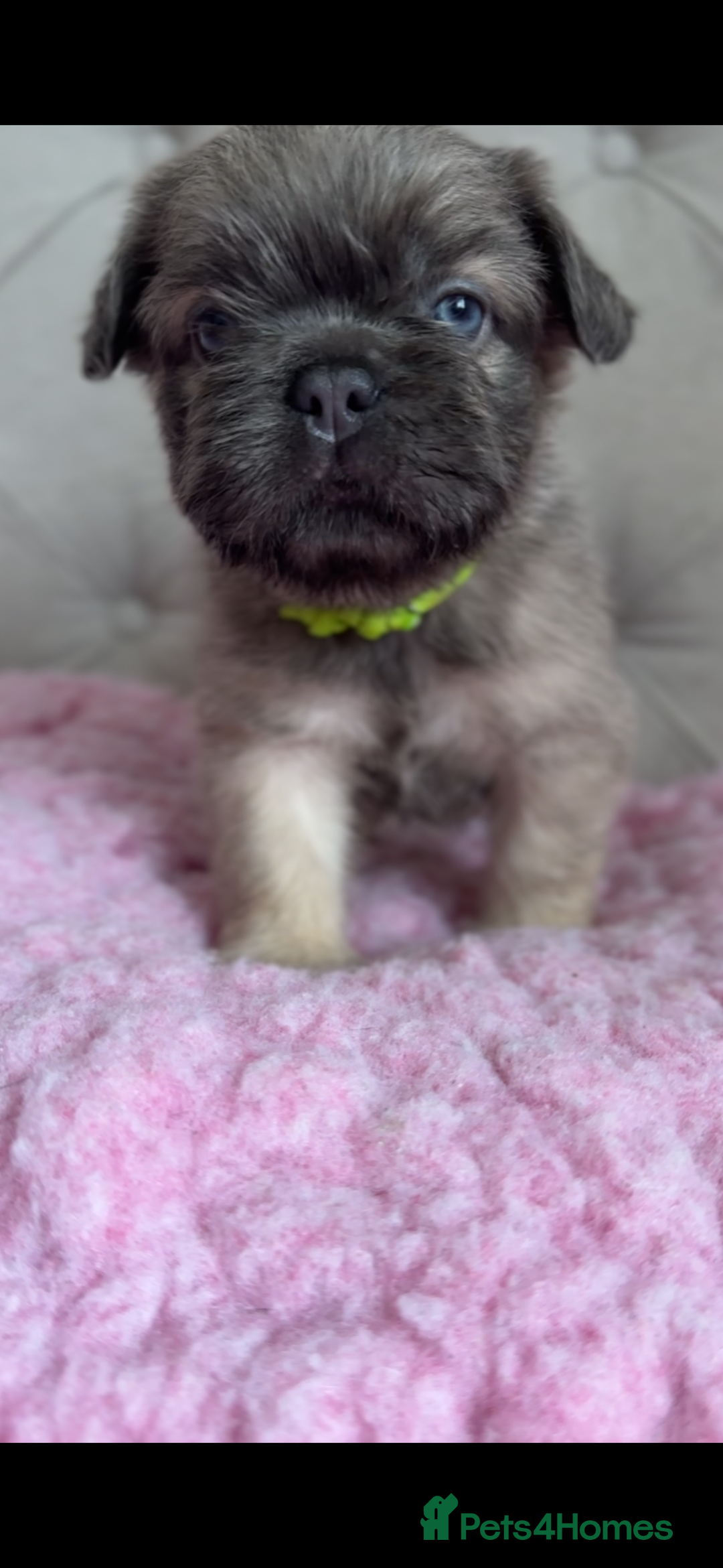 French Bulldog dogs for sale: French bulldog, Floodles, Furnishings  - Image 3
