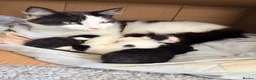 Mixed Breed cats for sale: Kittens!  - Advert 5