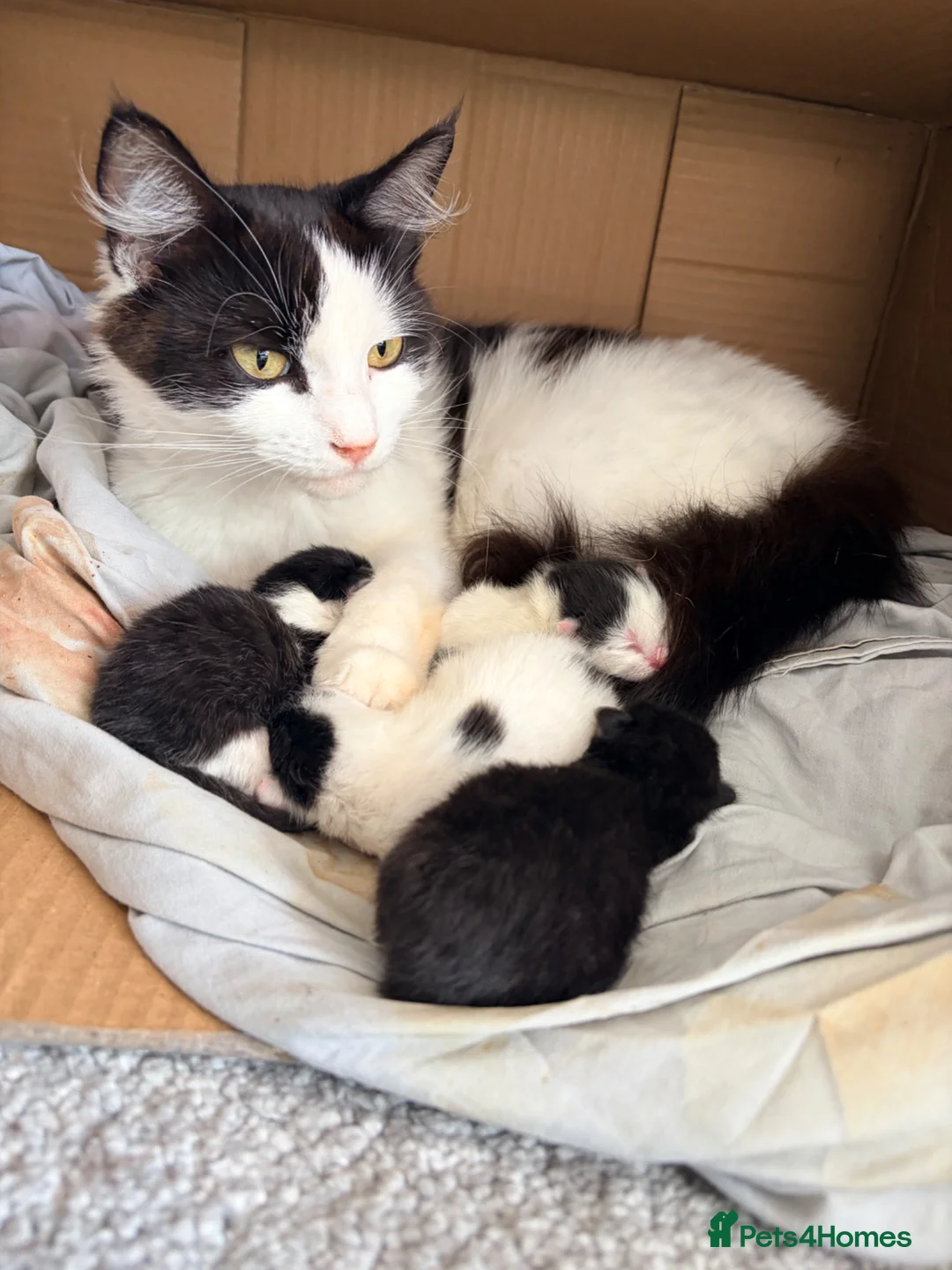Mixed Breed cats for sale: Kittens!  - Advert 5