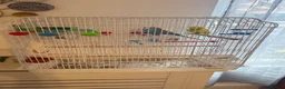 Budgerigars birds for sale: 2 Budgies, with cage and accessories in Manchester - Advert 5