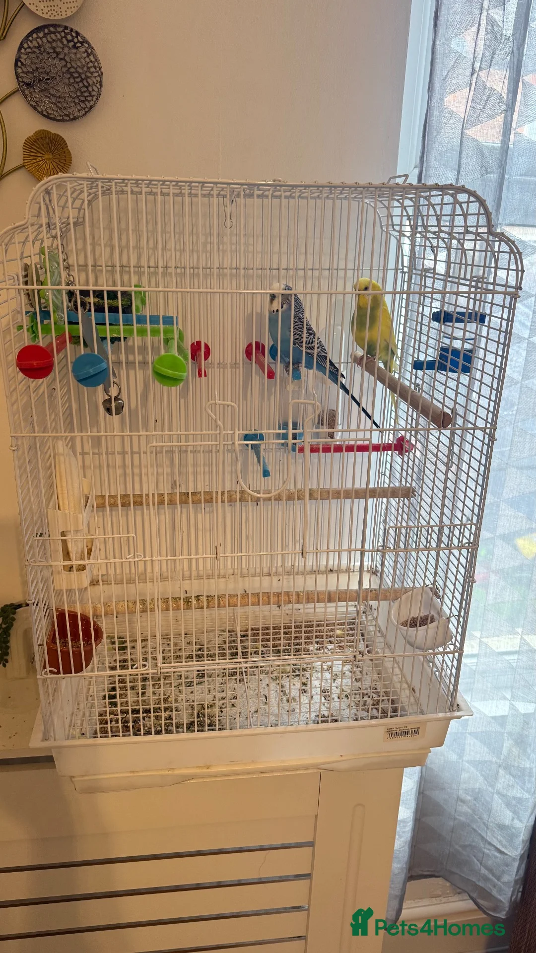 Budgerigars birds for sale: 2 Budgies, with cage and accessories in Manchester - Advert 5