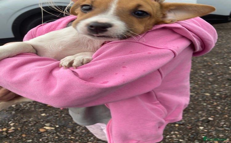 Jack Russell dogs - Advert 3
