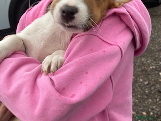 Jack Russell dogs - Advert 17