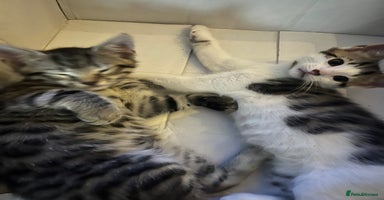 Mixed Breed cats - Advert 12