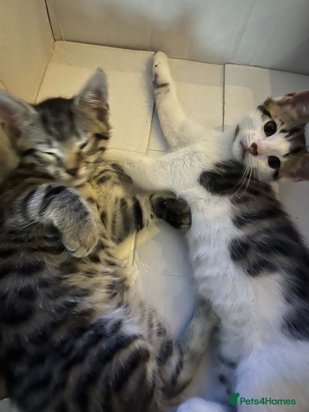 Mixed Breed cats for sale: 2 Male Kittens looking for a home together - Image 3