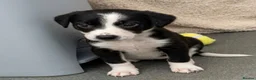 Mixed Breed dogs for sale: 🐾✨ TWO Border Collie x Blue Heeler Pups left ✨🐾 - Advert 2