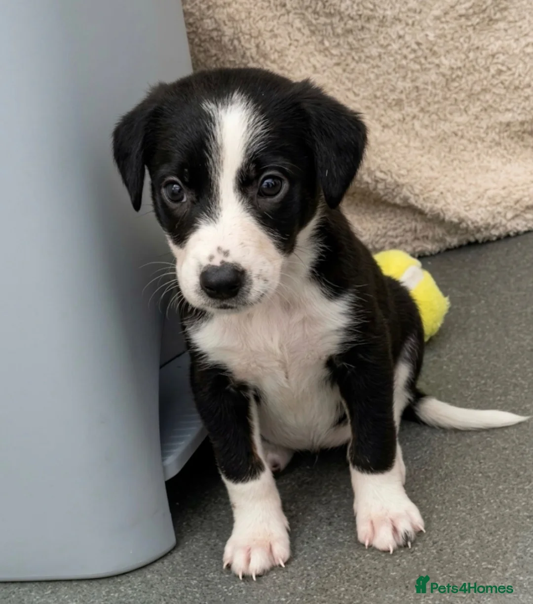 Mixed Breed dogs for sale: 🐾✨ TWO Border Collie x Blue Heeler Pups left ✨🐾 - Advert 2