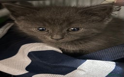 Maine Coon cats for sale: Loveliest, fluffy Maine coon X ragdoll kittens - Image 5