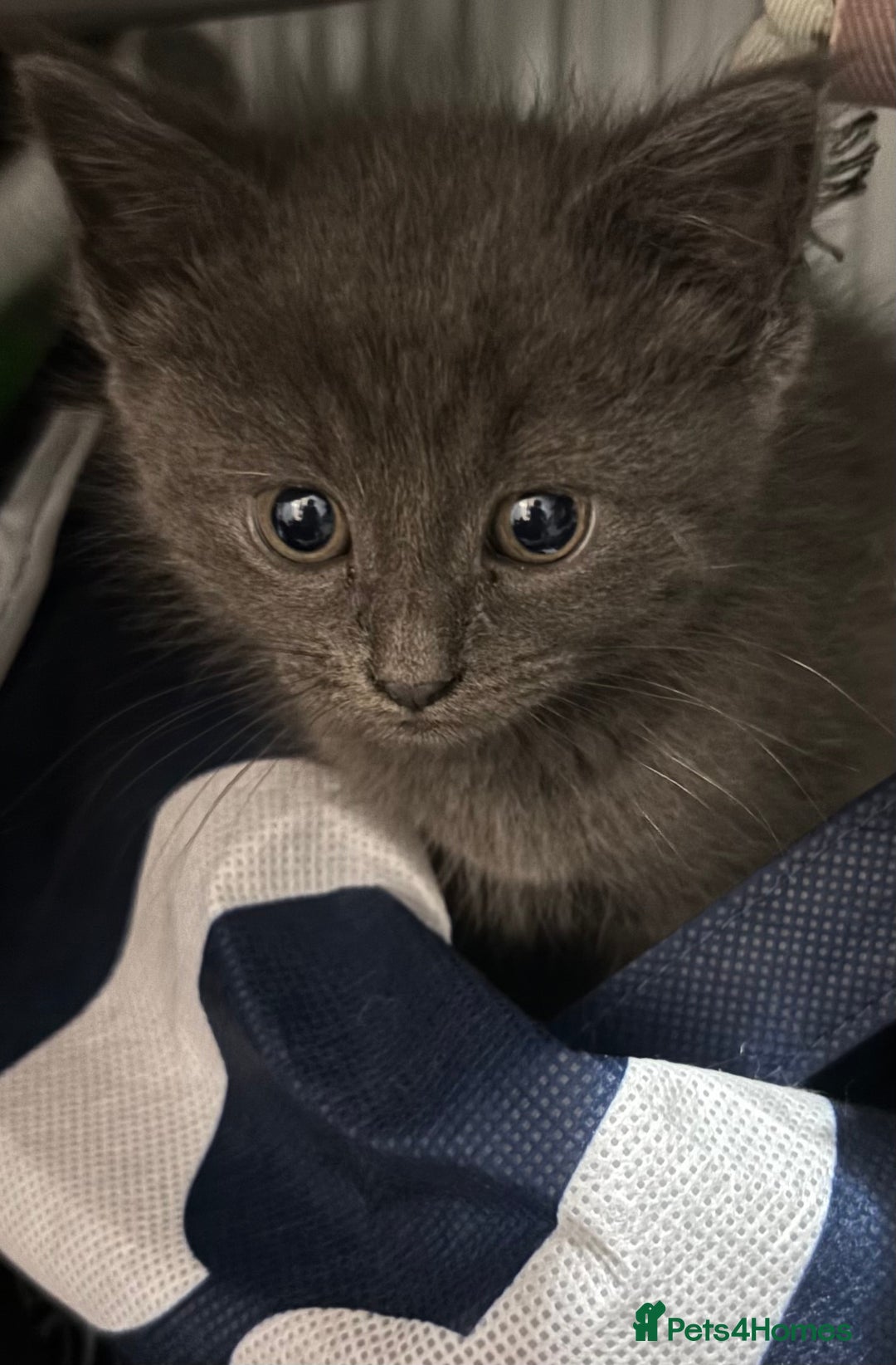Maine Coon cats for sale: Loveliest, fluffy Maine coon X ragdoll kittens - Image 5