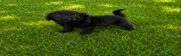 Cocker Spaniel dogs for sale: Cocker spaniel in London - Advert 2