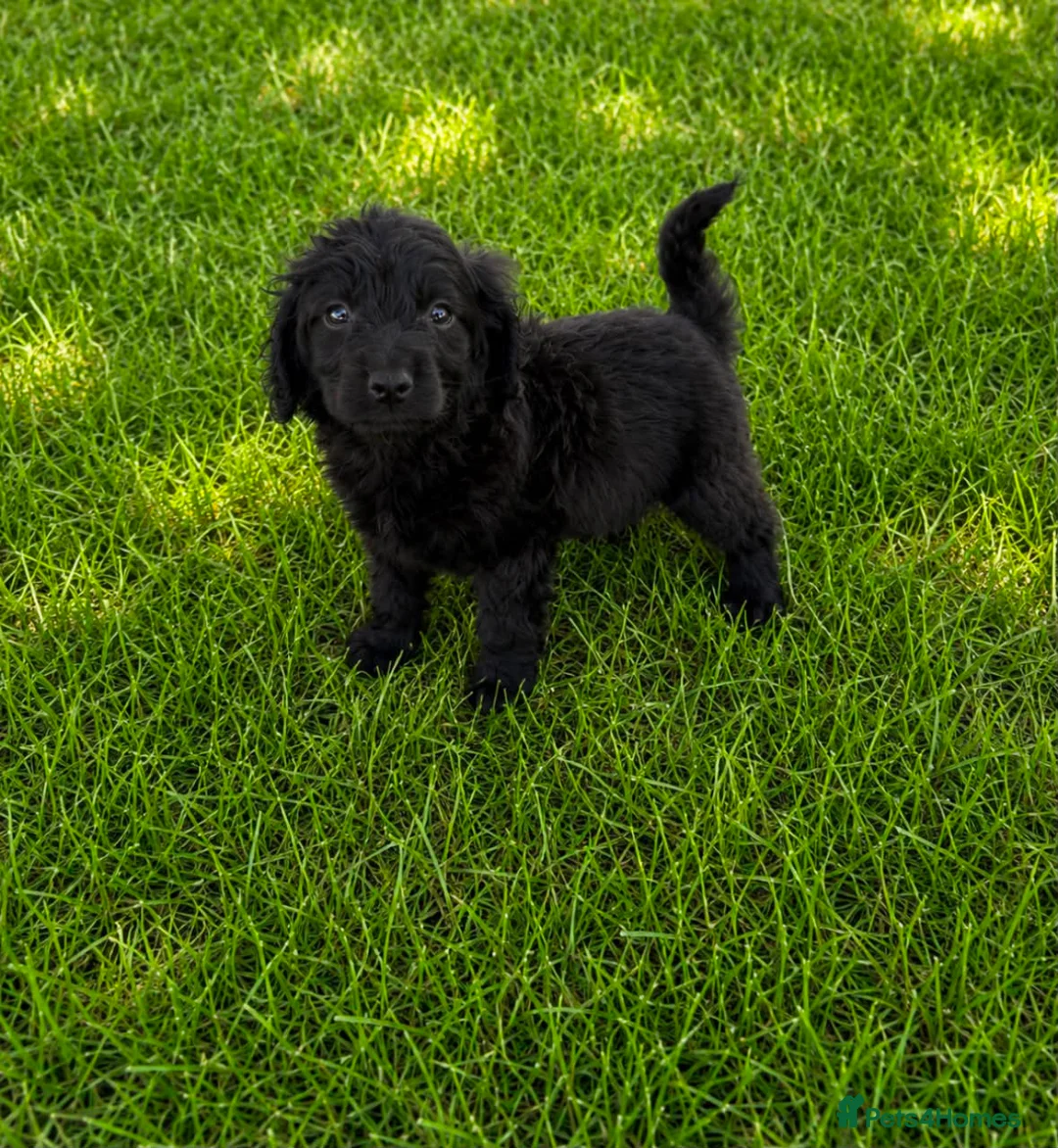 Cocker Spaniel dogs for sale: Cocker spaniel in London - Advert 2