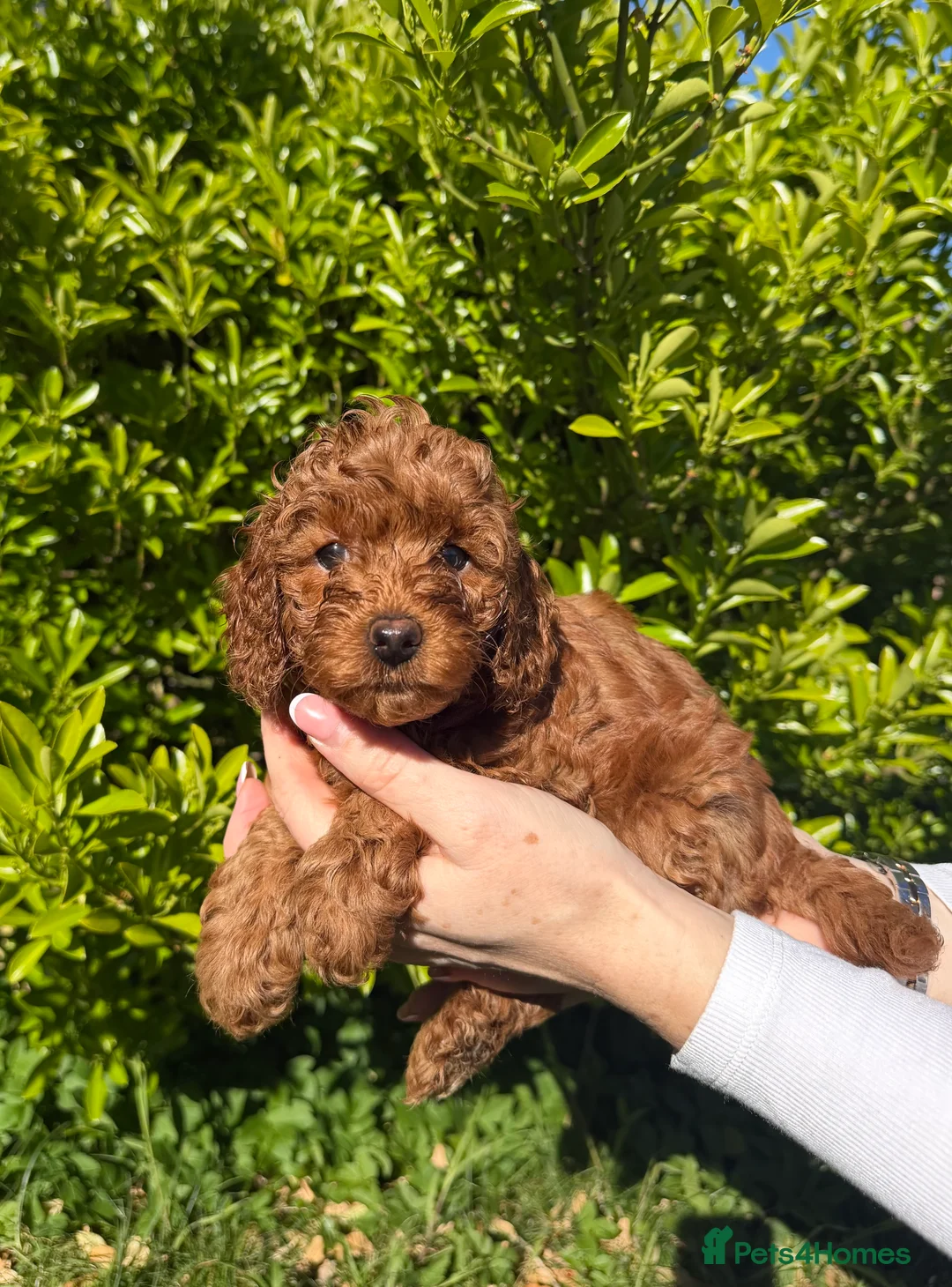 Cavapoo dogs for sale: Stunning f1b male cavapoo - DNA tested parents  in Luton - Advert 2