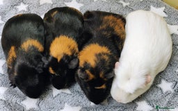 Guinea Pig rodents for sale: Pairs of Sows - Happy, Healthy, Friendly Sows - Image 6