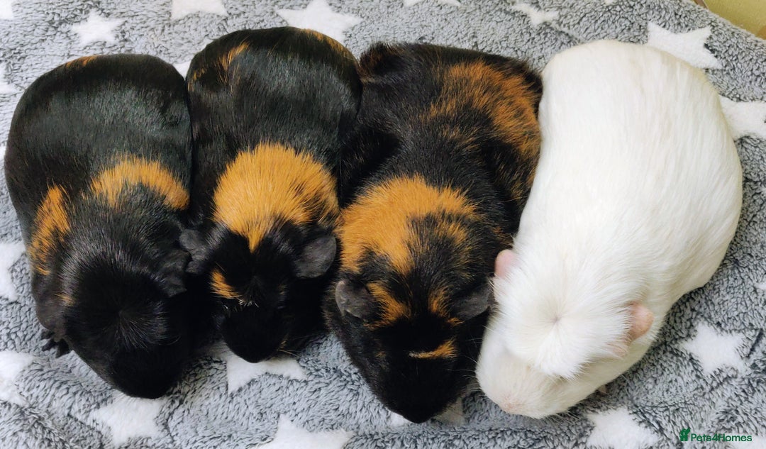 Guinea Pig rodents for sale: Pairs of Sows - Happy, Healthy, Friendly Sows - Image 6