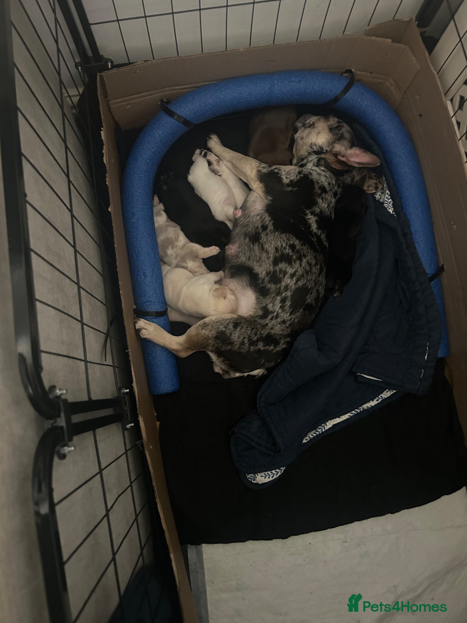 French Bulldog dogs 6 quality fluffy carrier French bulldogs - Advert 14