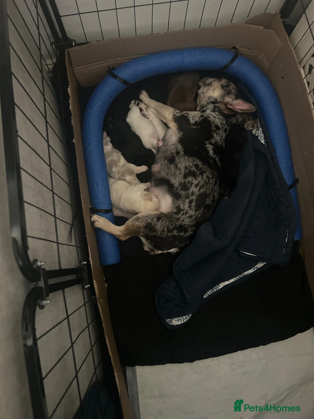 French Bulldog dogs for sale: 6 quality fluffy carrier French bulldogs - Advert 1