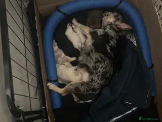 French Bulldog dogs 6 quality fluffy carrier French bulldogs - Advert 1