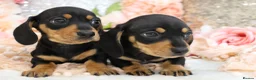 Miniature Dachshund dogs for sale: KC Miniature Dachshund Puppies - Advert 6