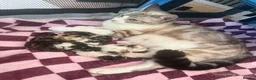 Mixed Breed cats for sale: 5 Beautiful Kittens Looking for Their Forever in Warrington - Advert 6