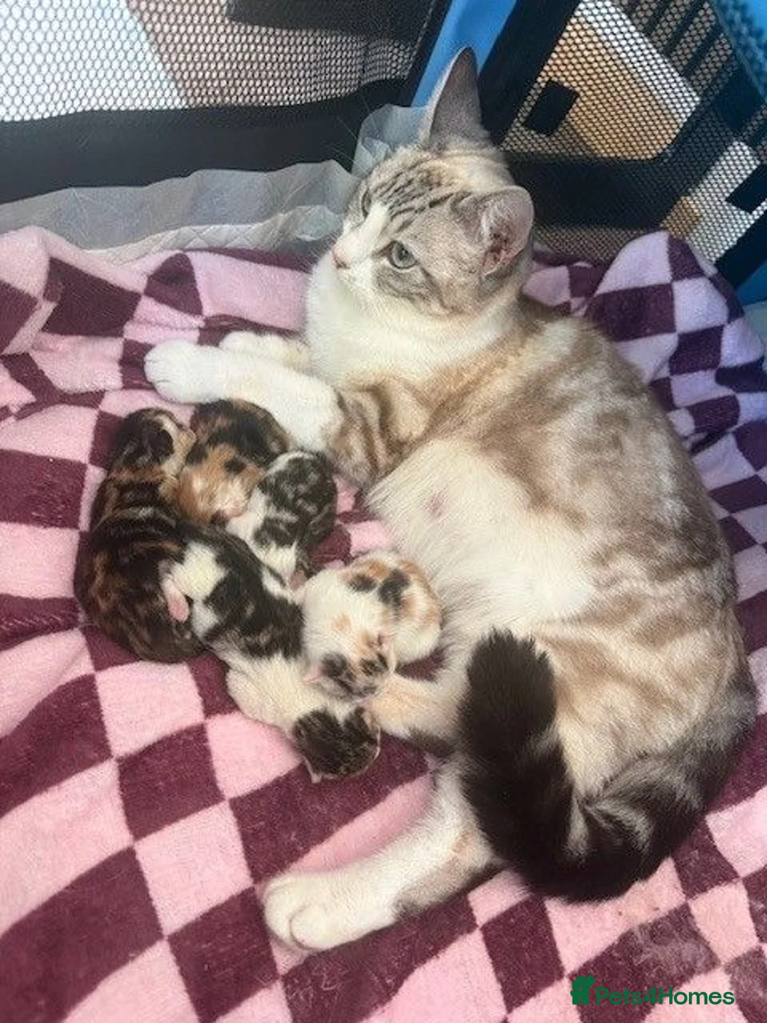 Mixed Breed cats for sale: 5 Beautiful Kittens Looking for Their Forever in Warrington - Advert 6