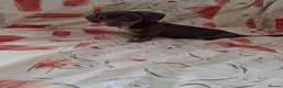 Dachshund dogs for sale: Dachshund puppies ready for new home  - Advert 17