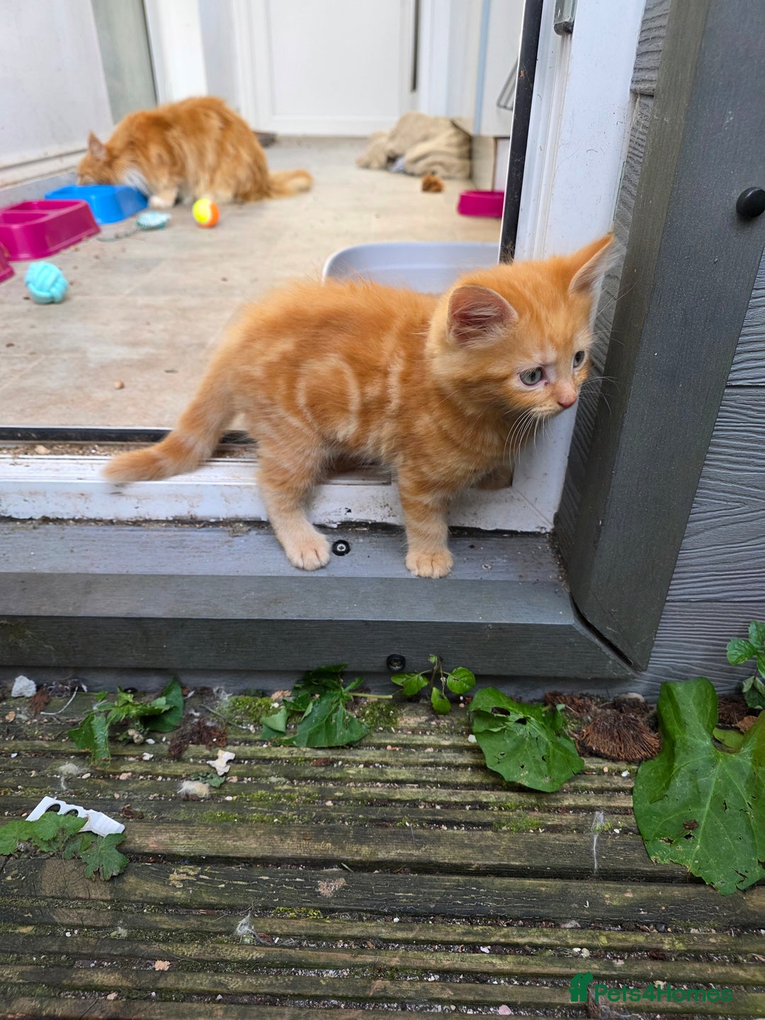 Mixed Breed cats for sale: Polydactyl mainecoon cross kittens  - Image 14