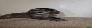 Cockapoo 1