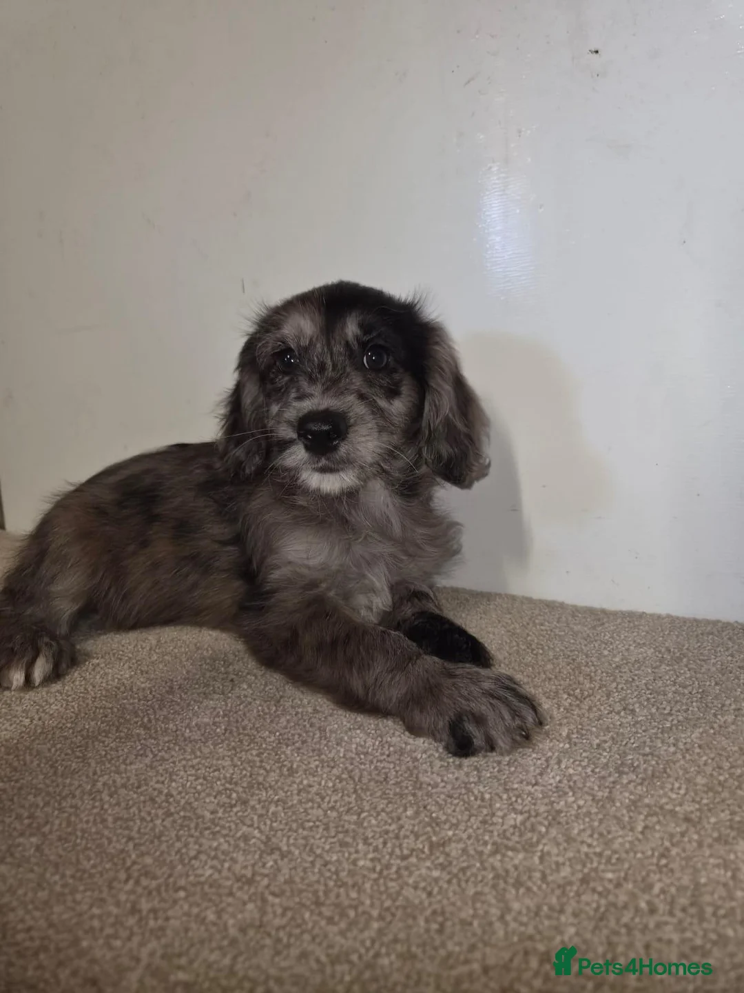 Cockapoo dogs for sale: F1 cockerpoo puppies in Sittingbourne - Advert 16