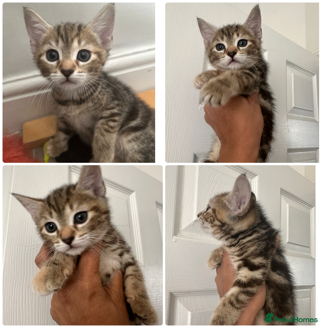 Mixed Breed cats for sale: Kittens  - Image 3