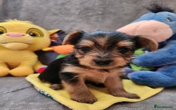 Yorkshire Terrier dogs for sale: 6 beautiful yorkie puppies - Image 9