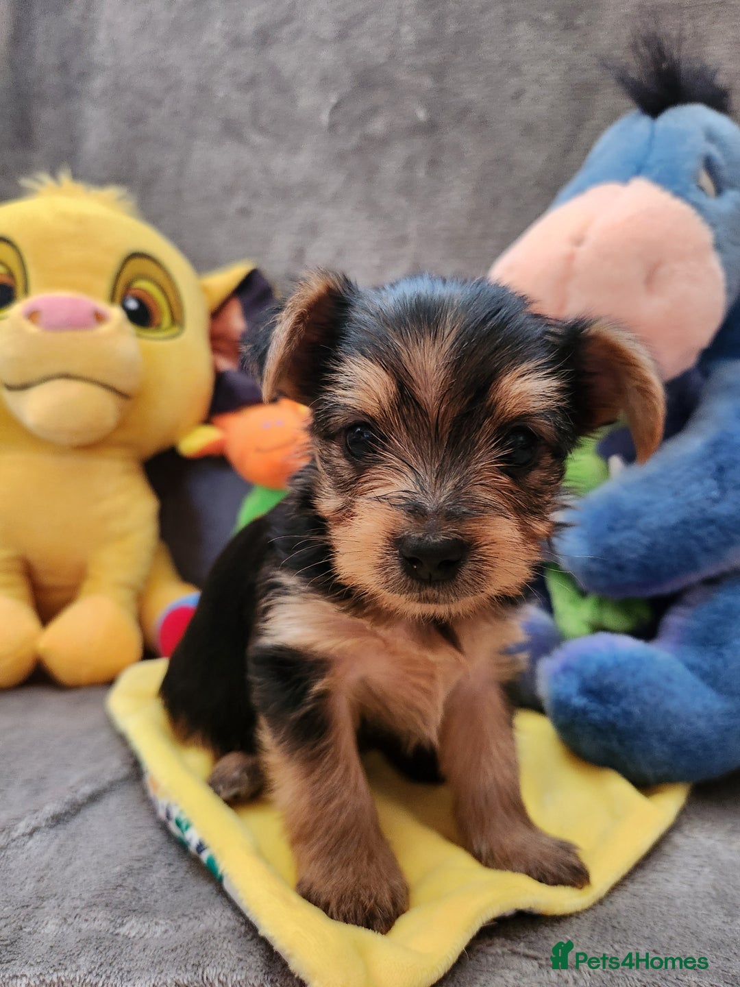 Yorkshire Terrier dogs for sale: 6 beautiful yorkie puppies - Image 9