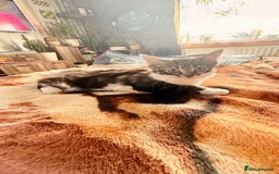 Mixed Breed cats for sale: Kitty girl for sale - Image 3