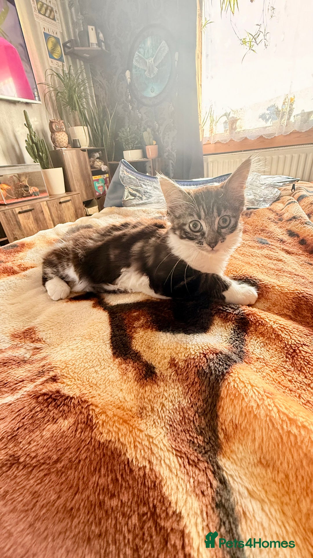 Mixed Breed cats for sale: Kitty girl for sale - Image 3