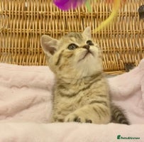 British Shorthair cats 🧸EXCEPTIONAL QUALITY PURE BREED BSH TEDDY BEARS🧸 - Advert 4