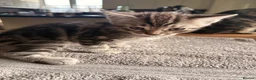 Mixed Breed cats for sale: 5 Beautifl kittens for sale  - Advert 2