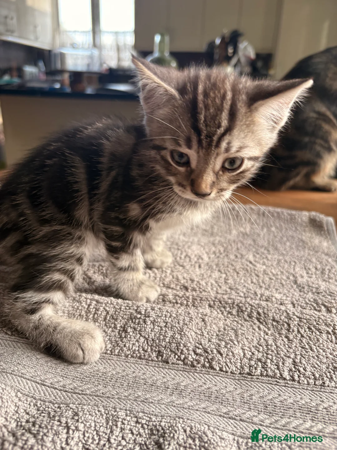 Mixed Breed cats for sale: 5 Beautifl kittens for sale  - Advert 2