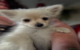 Pomchi dogs for sale: Emma Evans  - Image 5