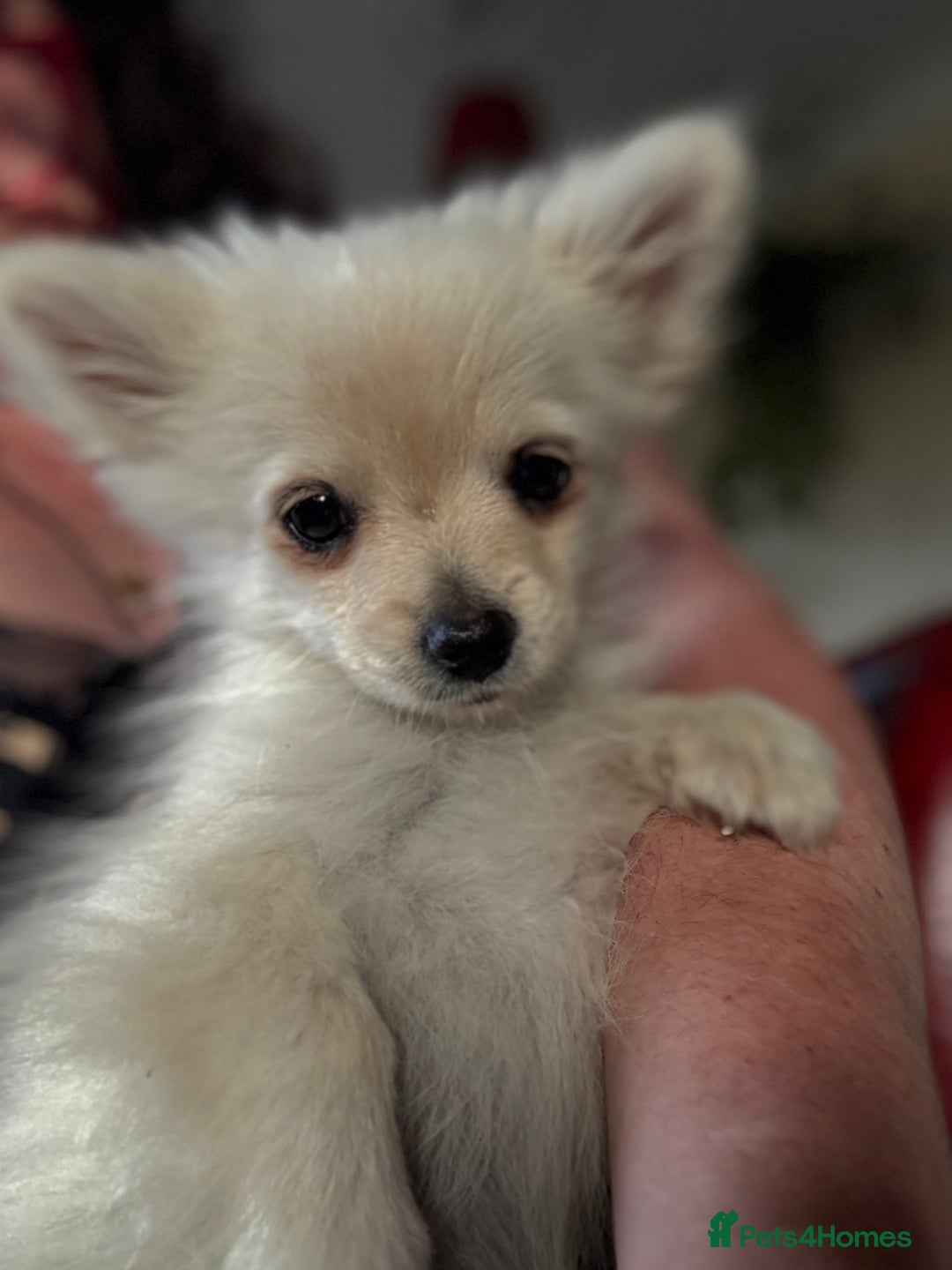 Pomchi dogs for sale: Emma Evans  - Image 5