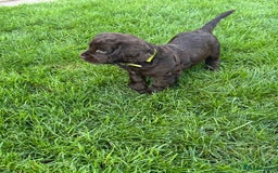 Sprocker dogs for sale: 2 x sprocker pups for sale  - Image 12