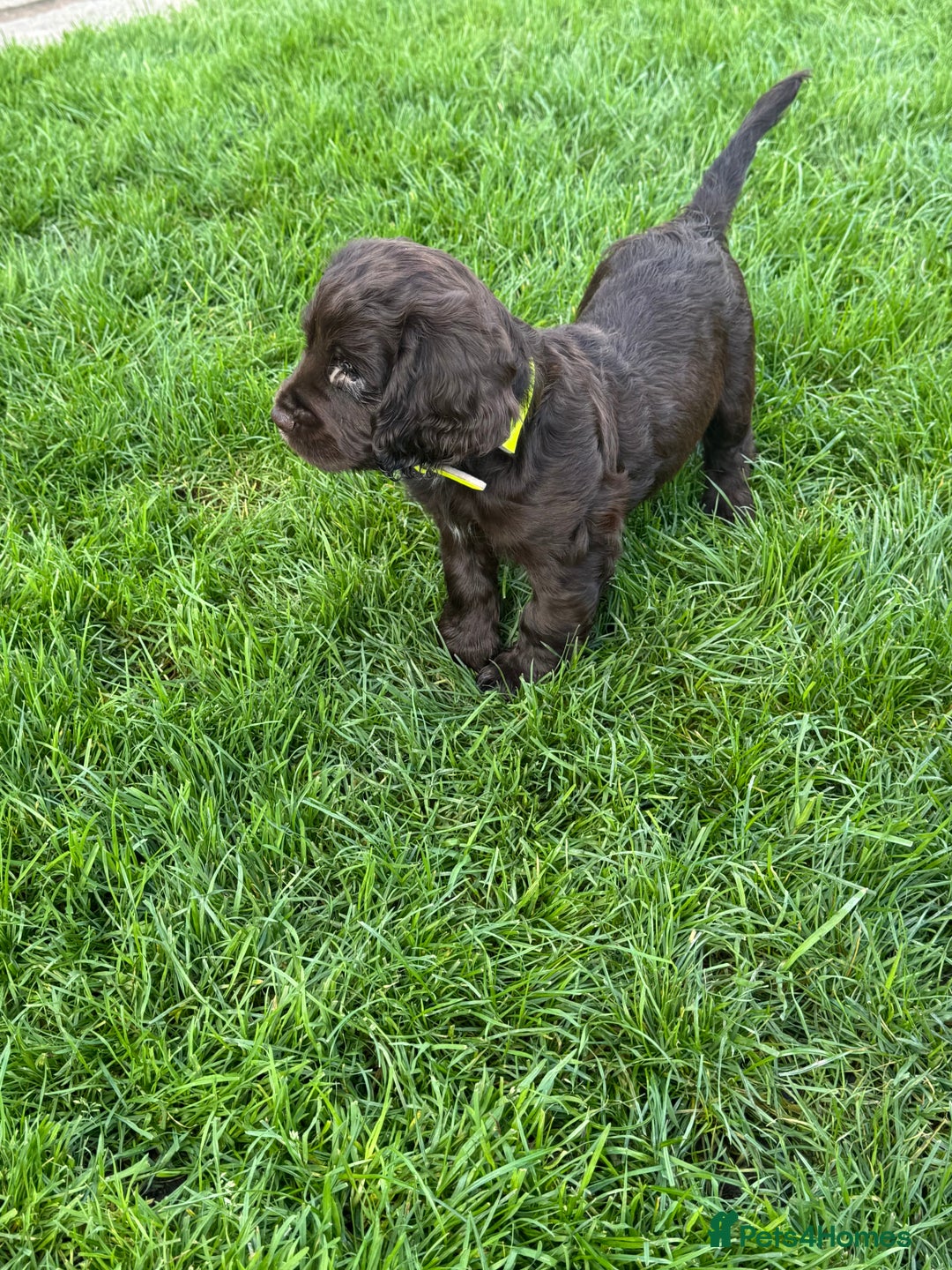 Sprocker dogs for sale: 2 x sprocker pups for sale  - Image 12