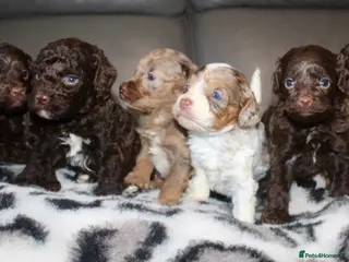 Cockapoo dogs Exceptional health tested American Cockapoos - Advert 13