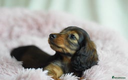 Miniature Dachshund dogs for sale: Gorgeous Longhair Miniature Dachshund Girls - Image 23