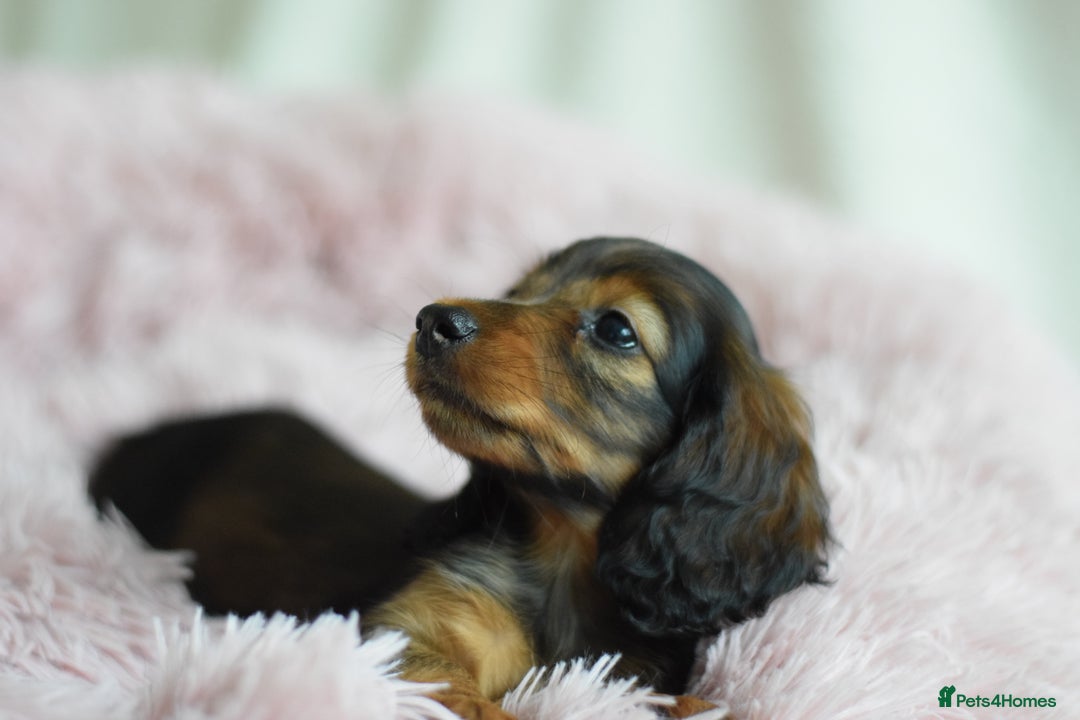 Miniature Dachshund dogs for sale: Gorgeous Longhair Miniature Dachshund Girls - Image 23