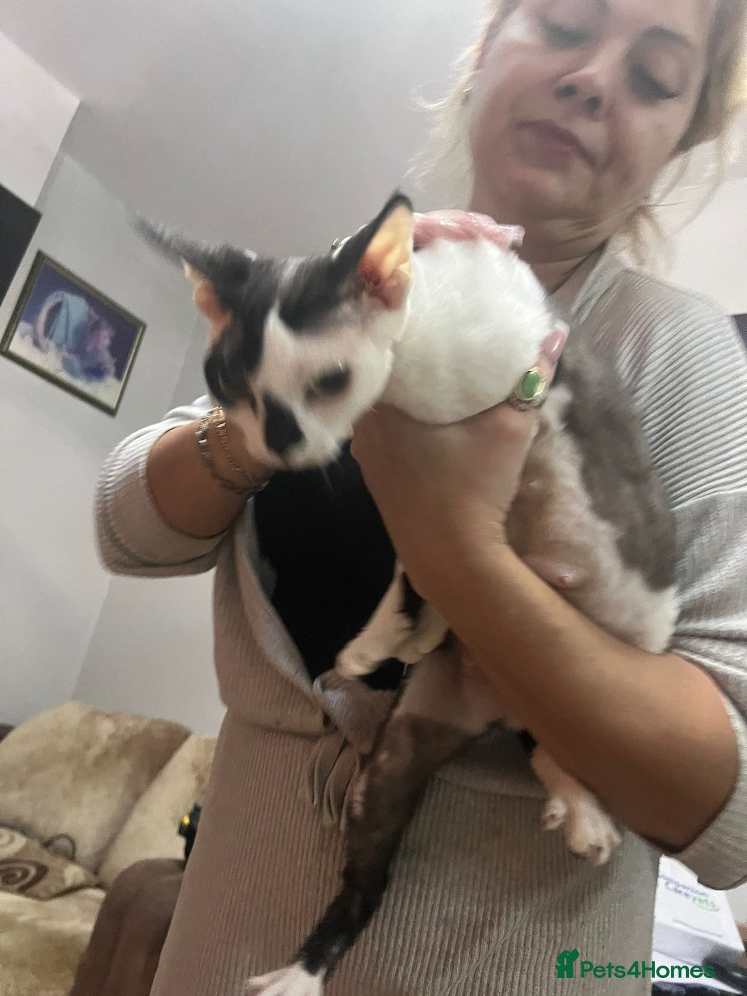 Devon Rex cats for sale: Devon Rex. 3 girls bominant blue eyes. All guts  - Image 15