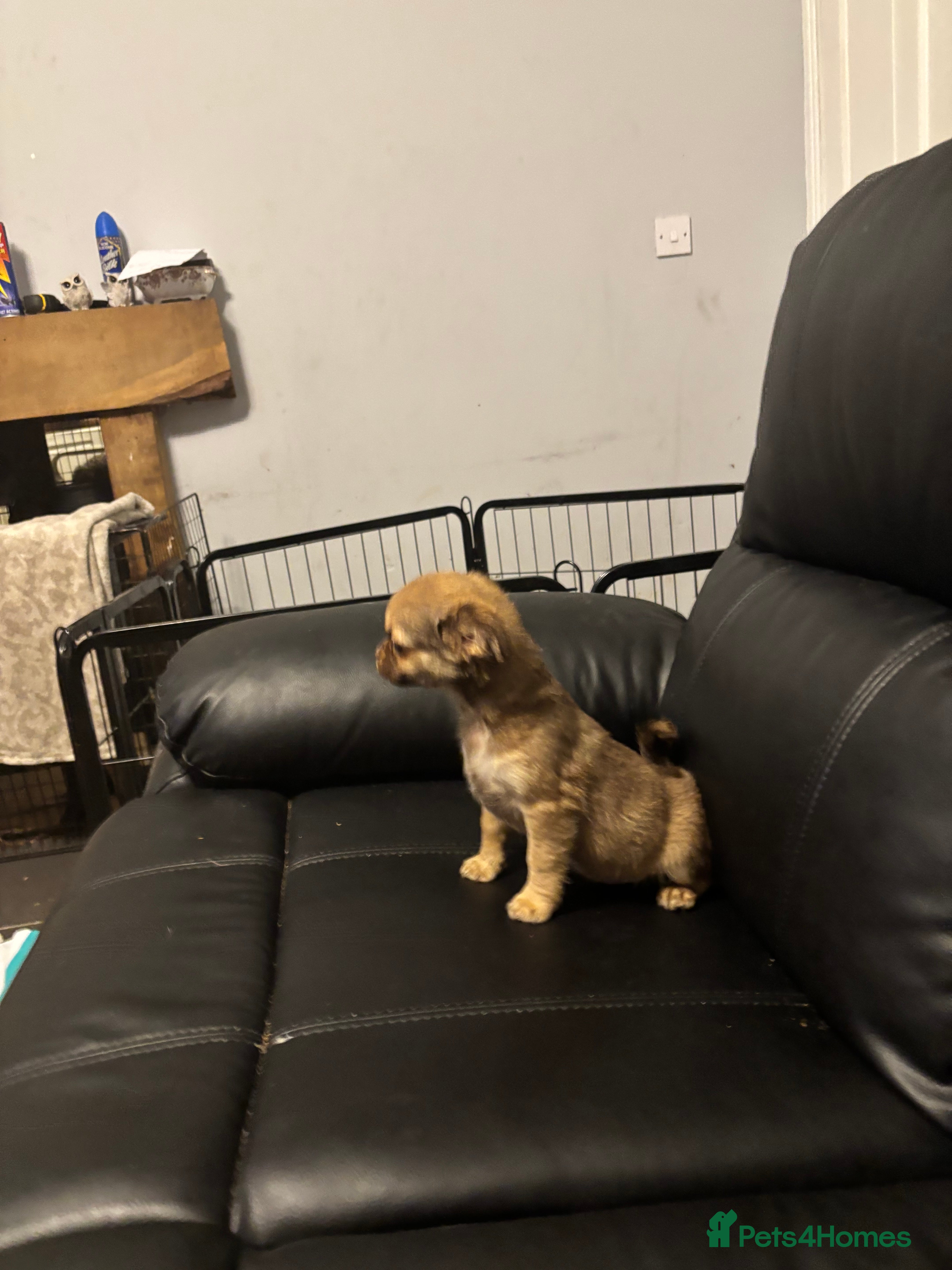 Chihuahua dogs 4 adorable male 3/4 chihuahuas  - Advert 8