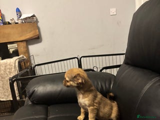 Chihuahua dogs 4 adorable male 3/4 chihuahuas - Advert 8