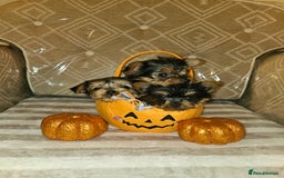 Yorkshire Terrier dogs for sale: Yorkshire terrier puppies  - Image 8